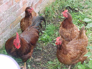 hens
