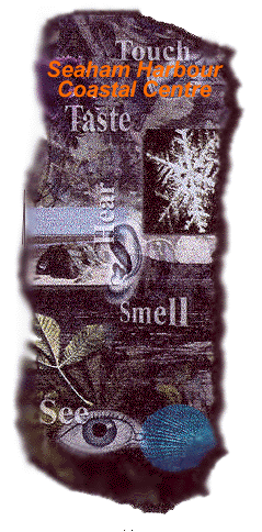 Seashore collage