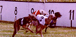 Whippets racing at Dawdon.