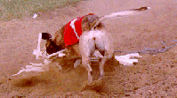 Whippets crashing into the sandpit at the end of a race.