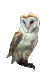 owl