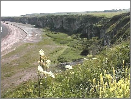 The beach was a magnet for children though it was (and still is) a risky climb down to the shore. There are all kinds of wild plants and a variety of butterflies, bees, newts and frogs.  There were also harmless but interesting creatures such as grass snakes.